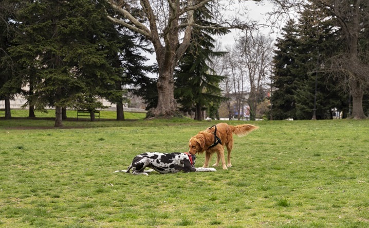 Dog Park
